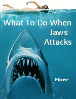 While swimming in the ocean, its essential to keep in mind there may be some other critters in the water. Besides the typical jellyfish sting or the occasional nibble at the toes by little fish, there are sharks in the ocean as well.